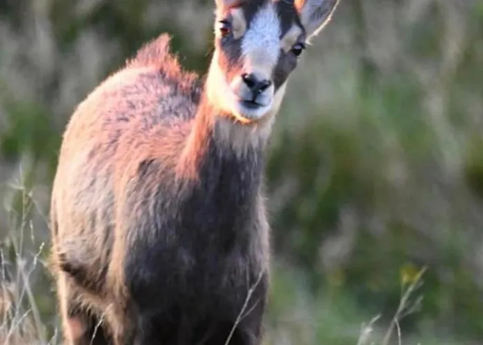 Horská chata Des 2 Lacs *